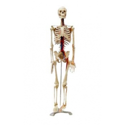 Szkielet człowieka 45 cm