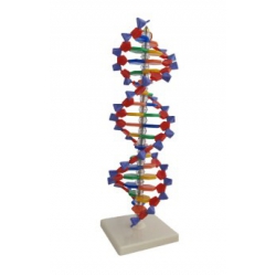 Model DNA 3 D